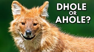 Dholes Are The Bane Of Tigers Everywhere [upl. by Asoral]