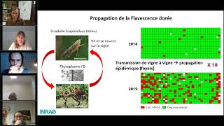 Etat de lieux de la présence de la Flavescence Dorée en France [upl. by Mignonne]