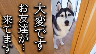 突然のお友達の訪問に大喜びの犬と猫がこちら [upl. by Ennaegroeg]