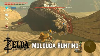 Molduga Hunting  The Legend of Zelda Breath of the Wild Master Mode [upl. by Wakefield]