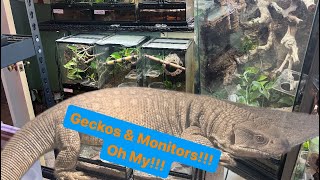 REPTILE ROOMS UPDATE  MONITOR FEEDING [upl. by Hughmanick104]