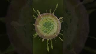 Microorganisms Test shorts quiz [upl. by Jegger]