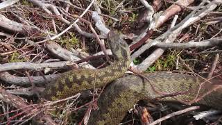 Adder Vipera berus [upl. by Otecina142]