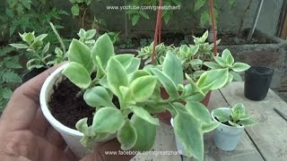 care of baby sun rose plant  how to grow succulents  how to plant succulent cuttings urduhindi [upl. by Demaggio]