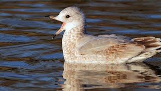 Common Gull Preening and Swimming in the Morning Sun  Scotland [upl. by Scammon743]