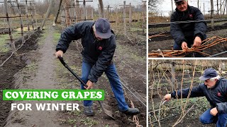 Pruning and Covering the Grapevine for the Winter Practical advices [upl. by Josiah]