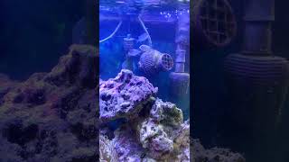 Acclimating my 3 new chromis PART 1 shorts [upl. by Kyred32]