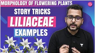 Story Tricks  Liliaceae Family  Examples  Morphology of Flowering Plants  Baibhav Sir [upl. by Marquez]