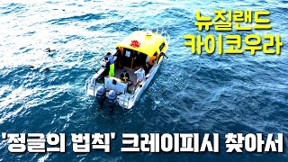 Kgrandpa 케이할배 어디가뉴질랜드 클레이 피쉬 사냥간다Kaikoura Fishing New Zealand 28th June [upl. by Aisek]