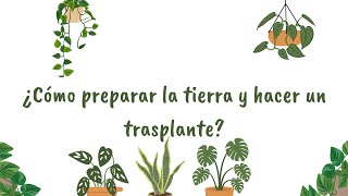 Trasplante y preparación de tierra para tus plantas 🍃 [upl. by Hennie777]