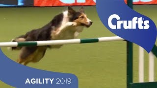 Agility  International Invitation  Large  Jumping  ​Crufts 2019 [upl. by Ahsal400]