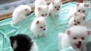 Cutes dogs  Cutest dog in the world  Cute dogs clips 2016 [upl. by Ihsakat]