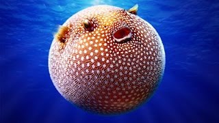 Facts Pufferfish Blowfish [upl. by Eznyl]