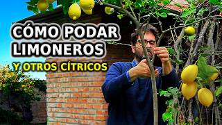 Cómo PODAR LIMONERO y otros Cítricos Paso a Paso y Cuidados para no equivocarse [upl. by Nagrom170]