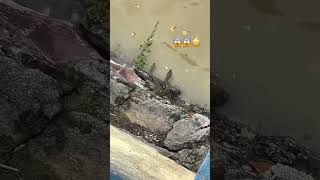 Water snake 🐍😱 पानी वाला सांप 🐍 phonk poison snake poisonousfish watersnake river safety [upl. by Merril647]