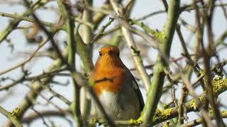 240928 RSPB Saltholme highlights [upl. by Kopp]