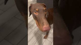 Phx Kruger Dogs video of the day phxkrugerdogs dog chipoo doberman [upl. by Ingold]