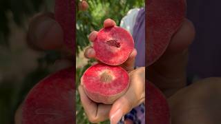 Peach fruit shorts fruitcutting trendingshorts [upl. by Lienahs]