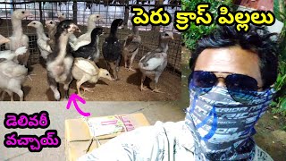 Peruvian cross chickens delivery  youngfarmeratoztelugu [upl. by Nalhsa]