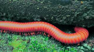 Rusty Millipede Trigoniulus corallinus Micro Movement  Common Asian Millipede Walking [upl. by Assel]