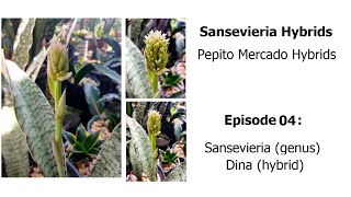 Sansevieria Dina  Pepito Mercado Hybrids Episode 04 [upl. by Layod]