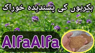 AlfaAlfa Cultivation for Goats  How to Grow LusernAlfaAlfa in punjab بکریوں کی پسندیدہ خوراک لوسن [upl. by Leipzig]