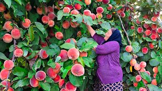 Harvesting Fresh Large Peaches and Making Jam and Juice For The Winter [upl. by Nicolea]