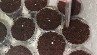 How to sow pelletized lettuce seeds  Rijk Zwaan [upl. by Ahsertal676]