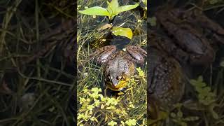 A Northern RedLegged frog in Stanley Park vancouvercanada nature wildlife beautiful fun frog [upl. by Orfinger320]