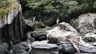 Fiordland Crested Penguins in the Milford Sound [upl. by Ardnajela445]