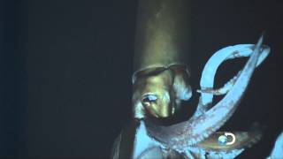 Giant Squid Filmed in the Depths for First Time [upl. by Etnahs741]