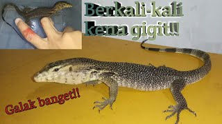 Salva Celebensis Biawak tergalak yg saya plihara [upl. by Yordan173]