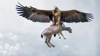 Most Magnificent Eagles Attacks  Golden Eagle vs Goat Crowned Eagle vs Monkey Amazing Footage [upl. by Umont]