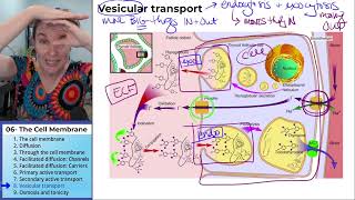 Cell membrane 8 Vesicular transport [upl. by Doro610]