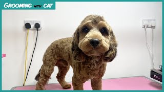 I groomed this Dog for the first time after being Rescued  Charlie the Cockerpoo Grooming with Cat [upl. by Jeralee]