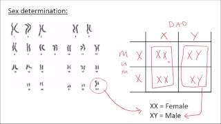 Inheritance  GCSE Science  Biology  Get To Know Science [upl. by Etnomed612]