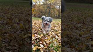 crispy 🍂 season autumn foliage fall dog havanese [upl. by Eillo]