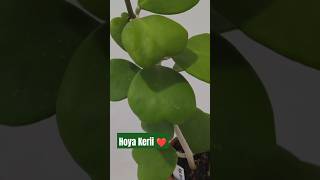 Discover Hoya Kerii The Sweetheart Hoya for Your Collection 🌿❤️ [upl. by Marice]