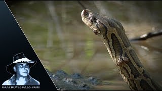 Alligator Eats Python 02 Footage [upl. by Aara]