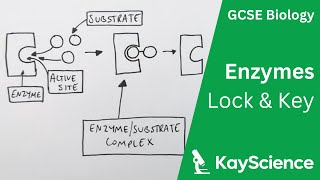 Lock amp Key Theory of Enzymes  GCSE Biology  Kaysciencecom [upl. by Iliram]