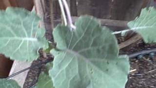 Growing Perennial Tree Kale in Northern California Part 2 of 2 [upl. by Lulita603]