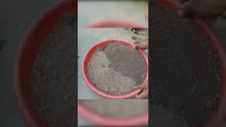 How to grow guldaudi from cutting  guldaudi ki cutting kaise lagaye [upl. by Ut117]