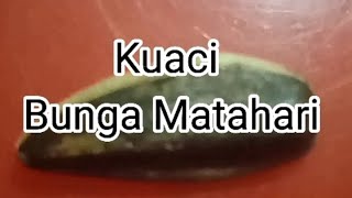 Kuaci Bunga Matahari [upl. by Neellek]