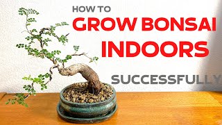 How to grow Bonsai trees indoors successfully [upl. by Iem]