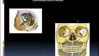 CAVIDADES DE LA CARA [upl. by Gehlbach110]