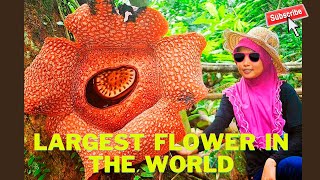 Meet the Rafflesia the Worlds Largest and Smelliest Flower [upl. by Francklin352]