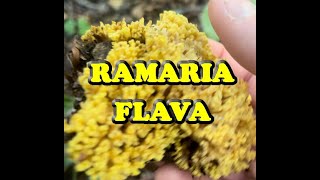 Ramaria Flava  MANINA GIALLA  Fungo cespuglioso sotto FAGGIO [upl. by Prasad]