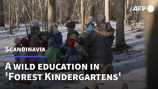 A wild education in Scandinavias Forest Kindergartens  AFP [upl. by Mcgurn]