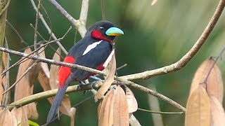 Blackandred Broadbill in Malaysia [upl. by Notyad]