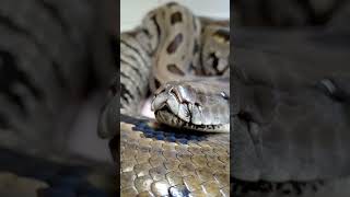 Maya burmese python femmina 2020 450 cm circa x 40 kg [upl. by Yahsed]